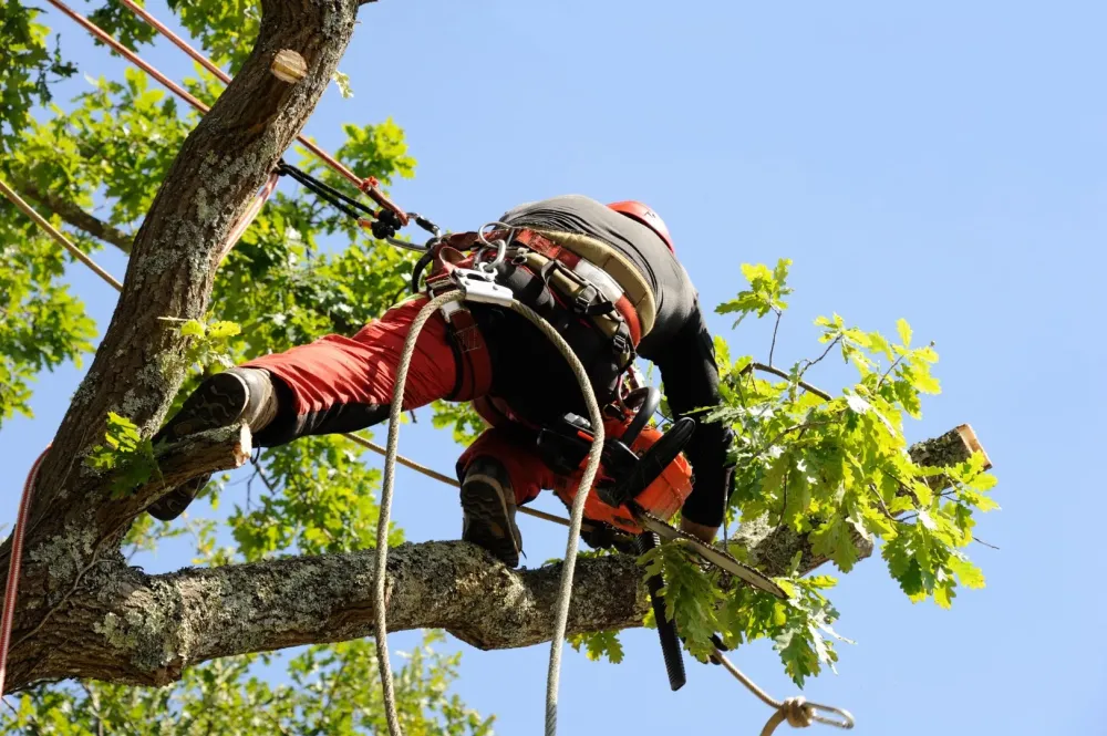 Entretien d’espaces verts, élagage et abattage d’arbres