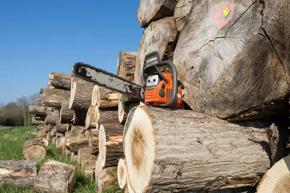 Abattage d'arbres professionnel à Saugnac-et-Muret