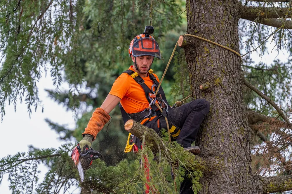 lagage d’arbres professionnel autour de Libourne