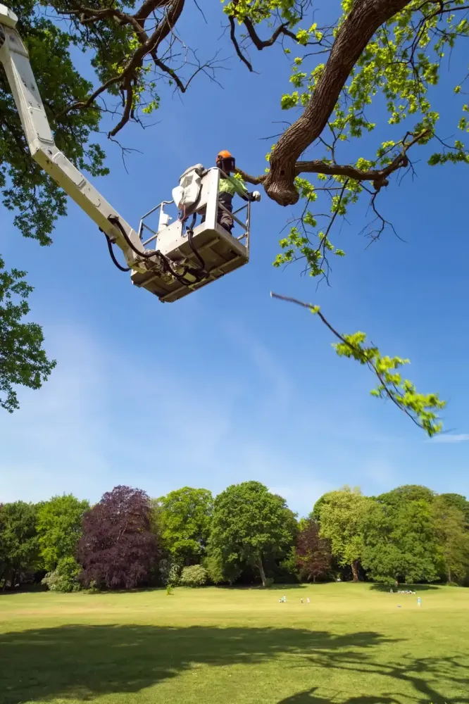 Démontage d'arbres volumineux à Saugnac-et-Muret
